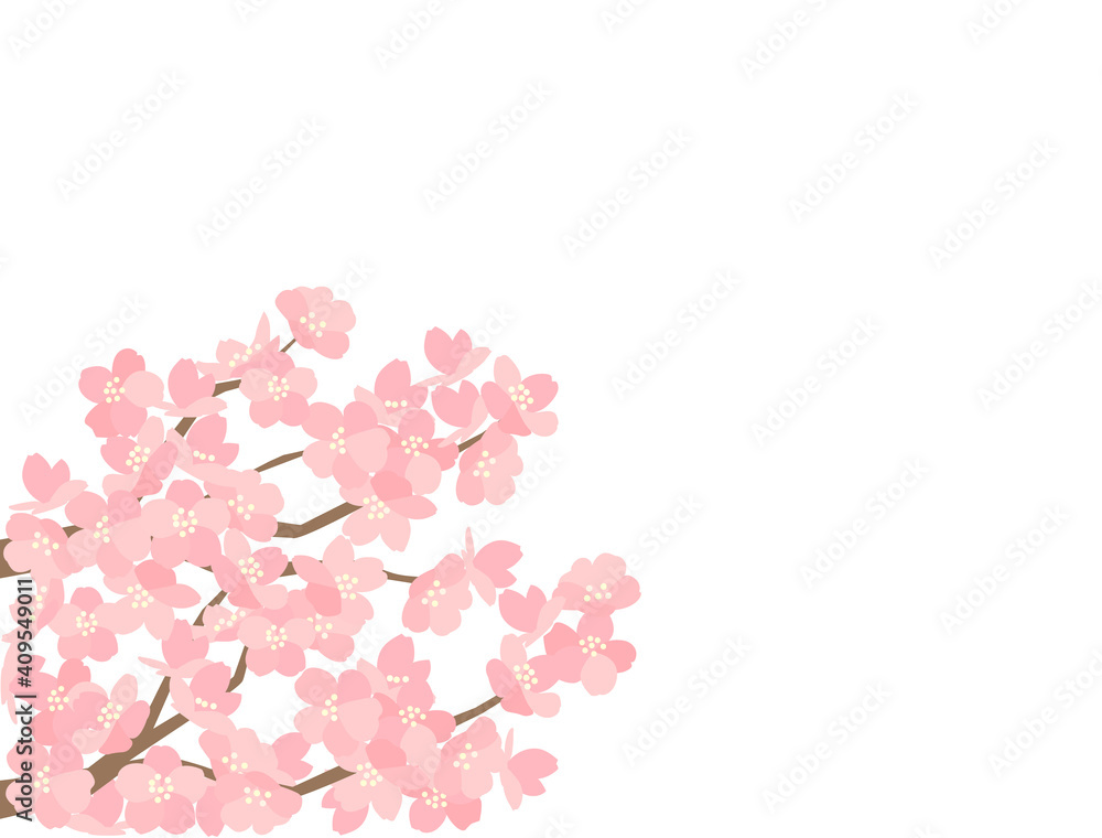 Fototapeta premium さくら98 桜