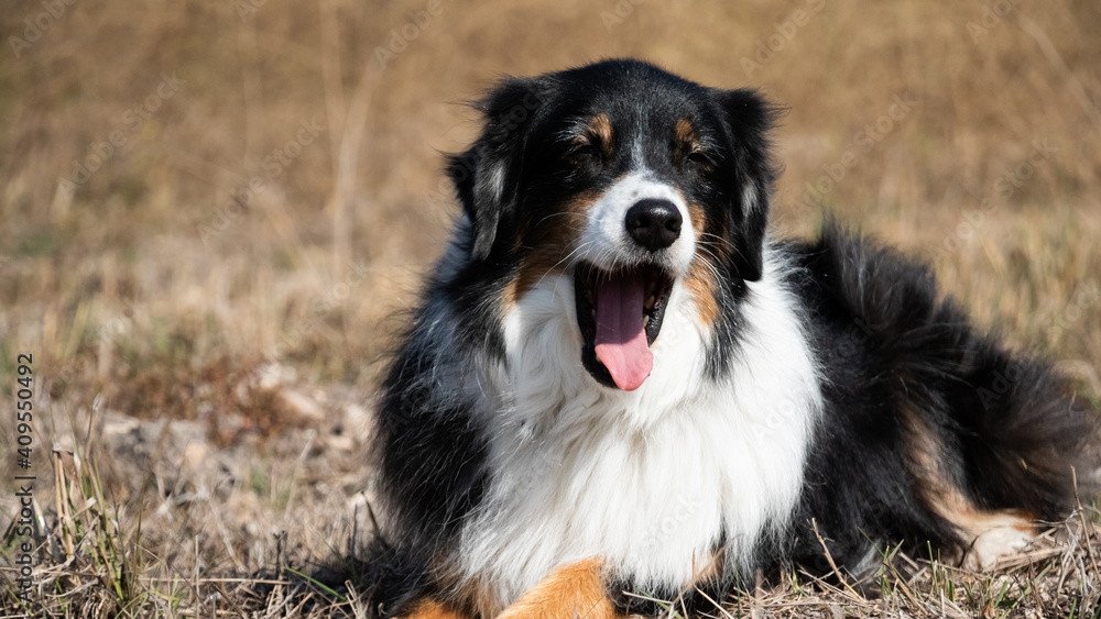 Dog Yawning, Aussie Dog Yawning