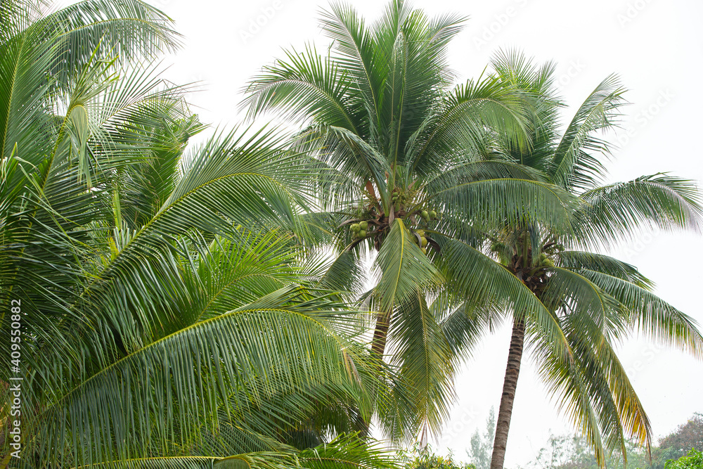 Obraz premium coconut tree on white sky