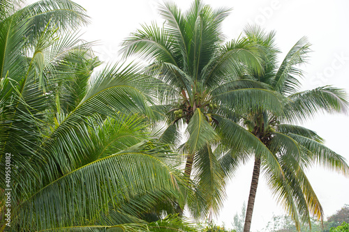 coconut tree on white sky