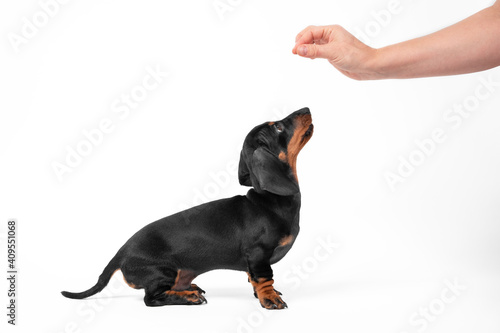 Woman owner teaches adorable black dachshund puppy Sit command giving tasty treat by hand on white background close view