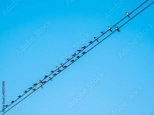 Small birds perching on the electric or power wires with blue sky background.