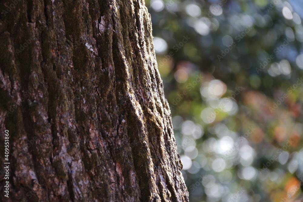 Obraz premium 木肌１