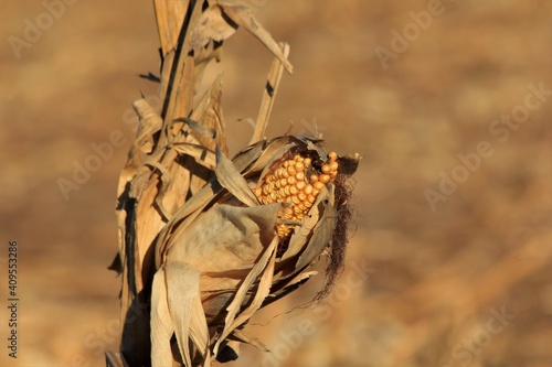 Yellow Corn on a brown corn stalk in the fall shot closeup south of Lyons Kansas USA out in the country in a farm field. photo