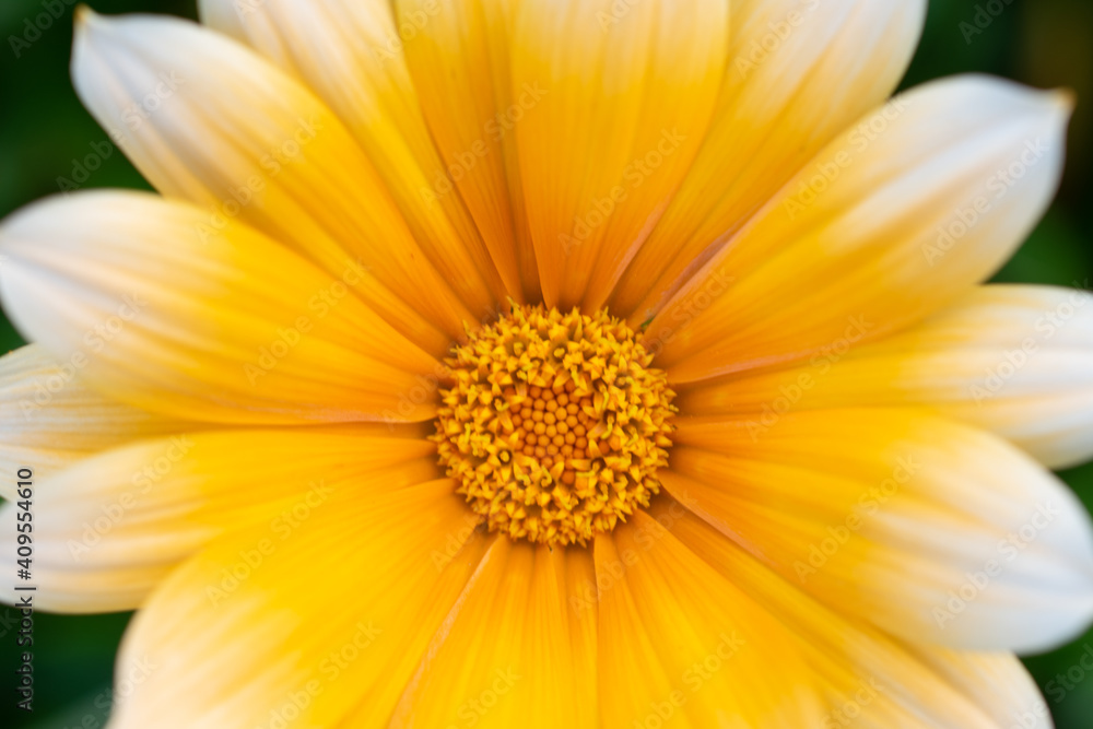 African Daisy - Treasure flower - Gazania Rigens African Daisy - Treasure flower - Gazania Rigens