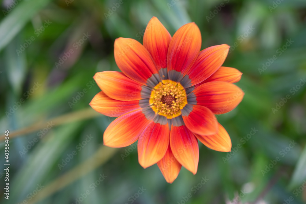Gazania Rigens - African Daisy - Treasure Flower Gazania Rigens - African Daisy - Treasure Flower