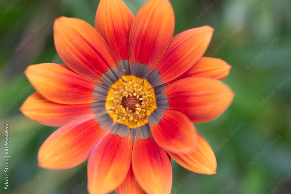 Gazania Rigens - African Daisy - Treasure Flower Gazania Rigens - African Daisy - Treasure Flower