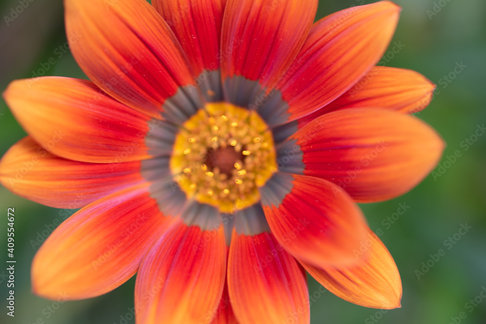 Gazania Rigens - African Daisy - Treasure Flower Gazania Rigens - African Daisy - Treasure Flower