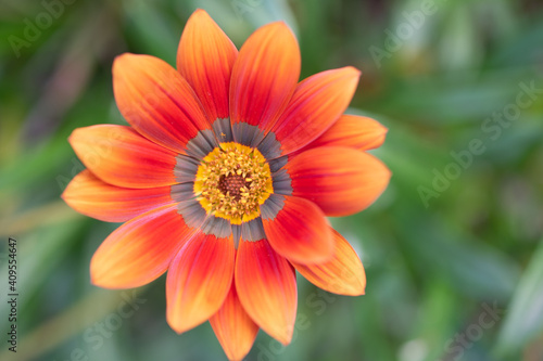 Gazania Rigens - African Daisy - Treasure Flower