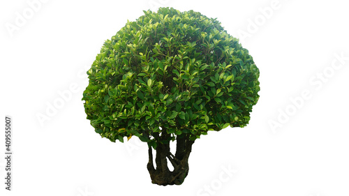 tree isolate on white background for use in architectural design or more.