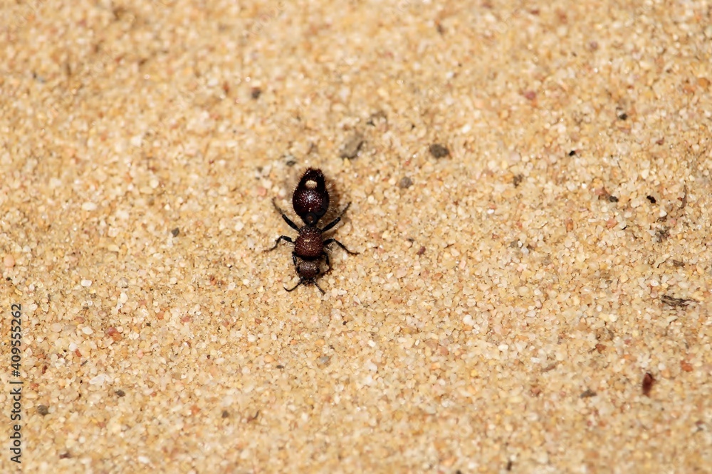 Velvet Ant (Ephutomorpha ferruginata) South Australia Velvet Ant (Ephutomorpha ferruginata) South Australia