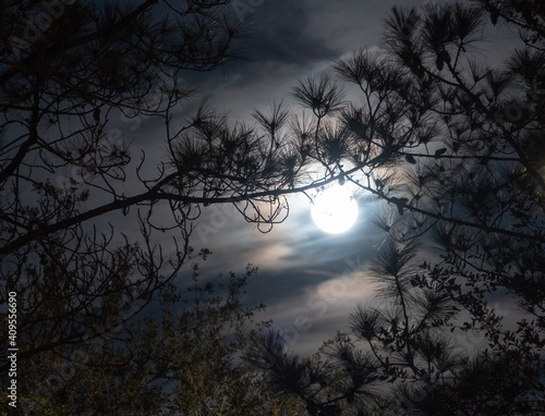 Moon rise on pine trees © Feng
