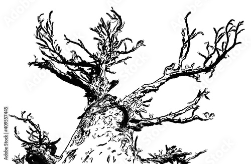 Silhouette of a tree without leaves growing to the sky