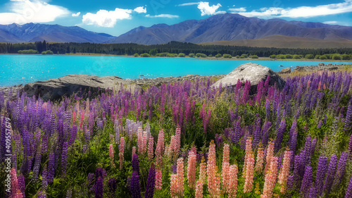 Beautiful lupine flower at Lake Tekapo is in the South Island of New Zealand.