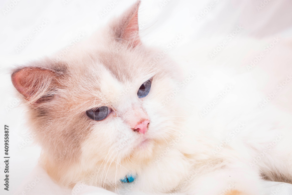 white persian cat