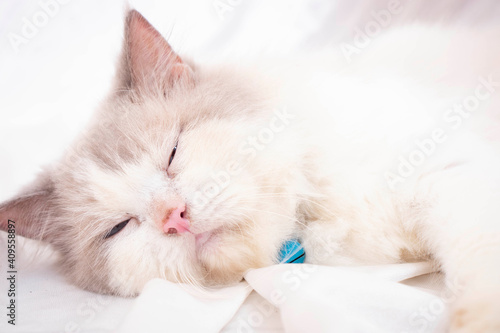 white persian cat on the bed