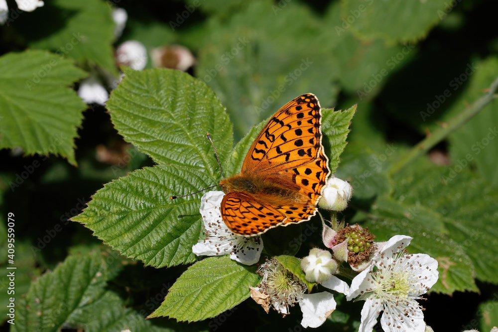 A Dark Green Fritillary nectaring on Bramble flowers. A Dark Green Fritillary nectaring on Bramble flowers.