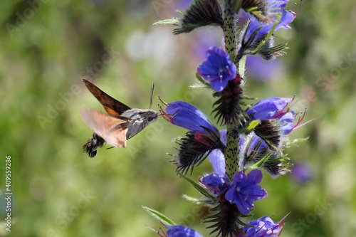 Humming-bird Hawk-moth nectaring on blue flowers.