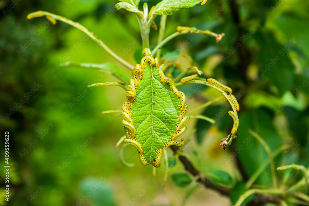 Family of green pest caterpillars eating apple tree leaves, forming a beautiful pattern Family of green pest caterpillars eating apple tree leaves, forming a beautiful pattern