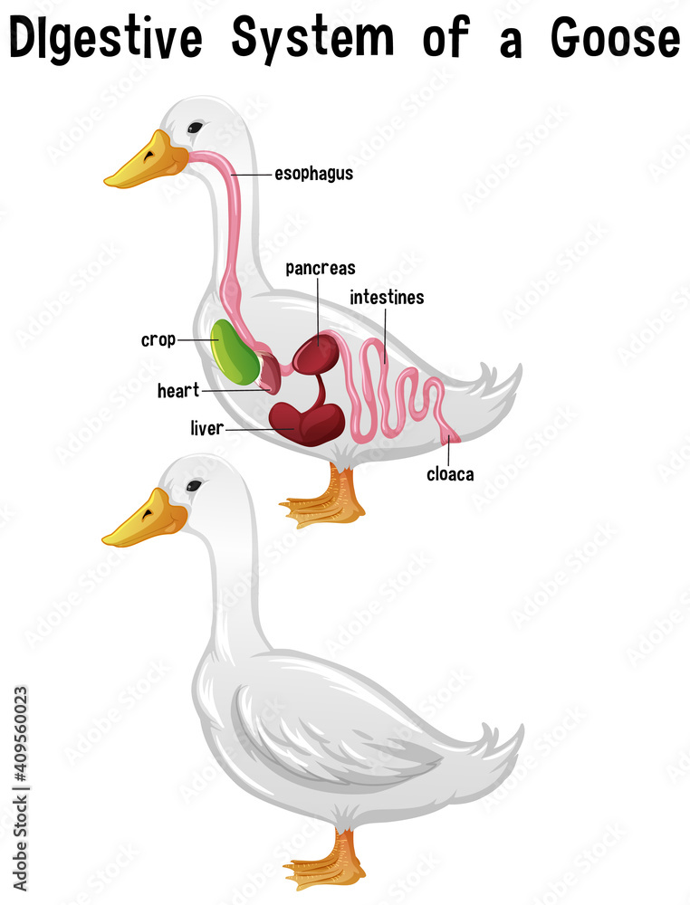 Fototapeta premium Internal Anatomy of a Goose with label