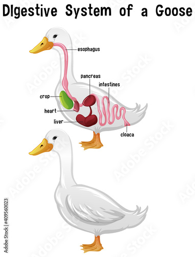 Internal Anatomy of a Goose with label