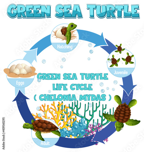 Diagram showing life cycle of Turtle