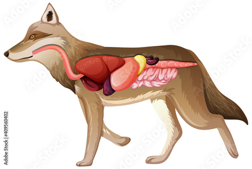 Internal Anatomy of a Wolf isolated on white background