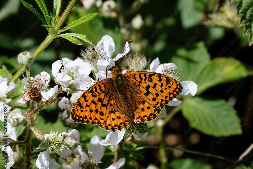 A Dark Green Fritillary nectaring on Bramble flowers. A Dark Green Fritillary nectaring on Bramble flowers.