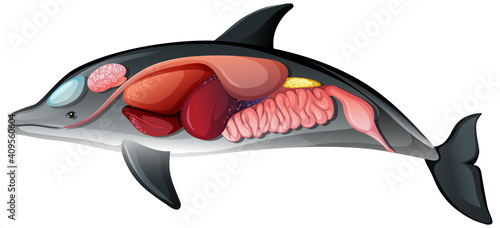Internal Anatomy of a Dolphin isolated on white background