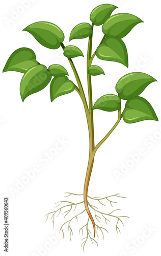 Showing plant with roots isolated on white background