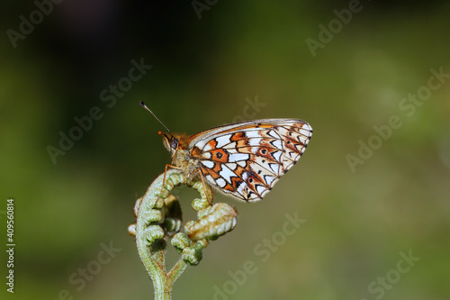 A Small Pearl-bordered Fritillary Butterfly Perched on Bracken.