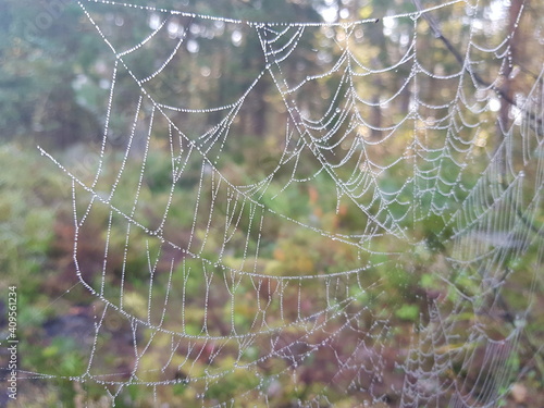 spider web with dew drops