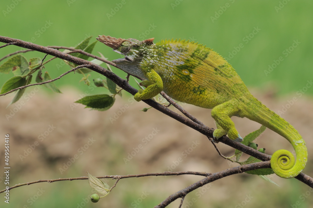 Fototapeta premium Fischer Chameleon perches on branch 