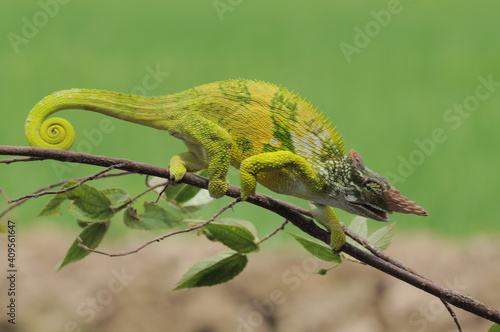 Fischer Chameleon perches on branch 