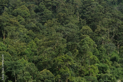 beautiful trees in the tropical jungle of the island of Java, Indonesia