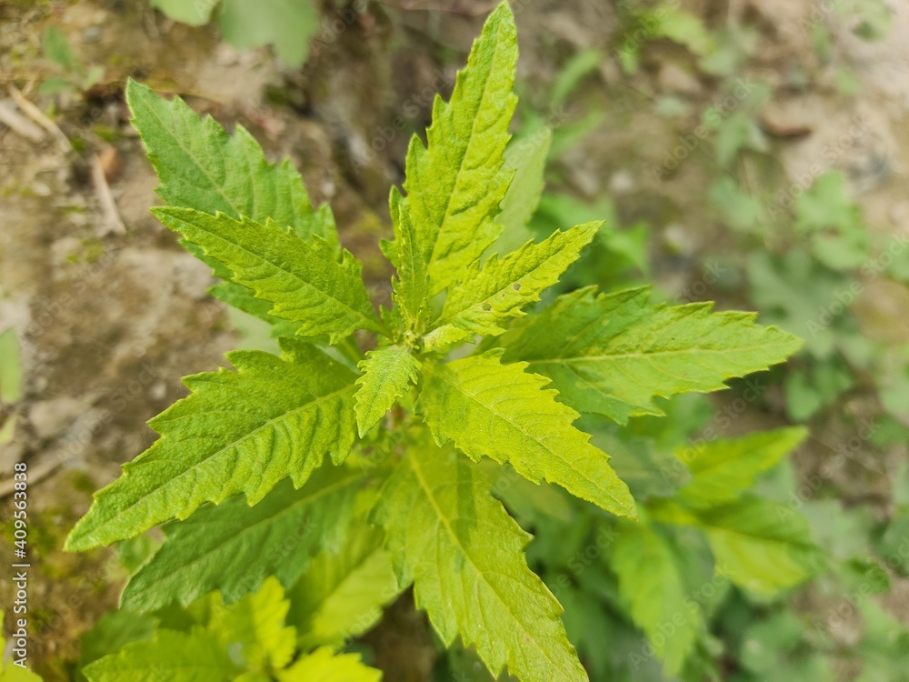 green leaf for background.Green leaves on bokeh background.beautiful leaf nature texture. green leaf for background.Green leaves on bokeh background.beautiful leaf nature texture.