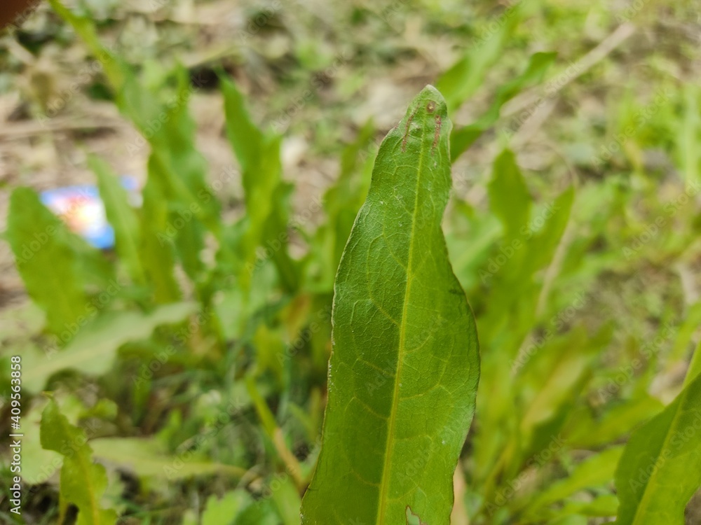 green leaf for background.Green leaves on bokeh background.beautiful leaf nature texture. 