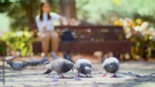 Pigeons peck at food.
Birds feed outdoors on the background Girl sits on a Bench and throws Food. Focus changes from Animals to Humans. Pigeon close up in the Park.
