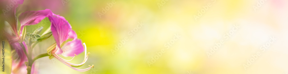 Nature of flower in garden using as cover page background natural flora wallpaper or template brochure landing page design Nature of flower in garden using as cover page background natural flora wallpaper or template brochure landing page design