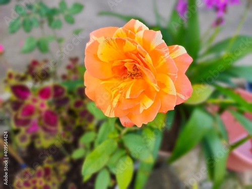Rose orange flower in a plant