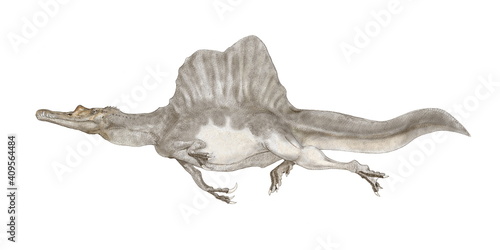 スピノサウルス　恐竜　　白亜紀前期から後期の現在のアフリカ大陸の北部に生息していたとされる。ティラノサウルスよりも大型で獣脚類としては最大級。背中に特徴的な大きく広い帆状の突起をもっていた。歯の形状は細く鋭い。ワニに似た形状であり、前足の爪の構造からも魚食中心の肉食恐竜であるとされる新たな尾骨の発見で半陸半水の生態が強くなった。これは背景を省略したイラスト。 photo