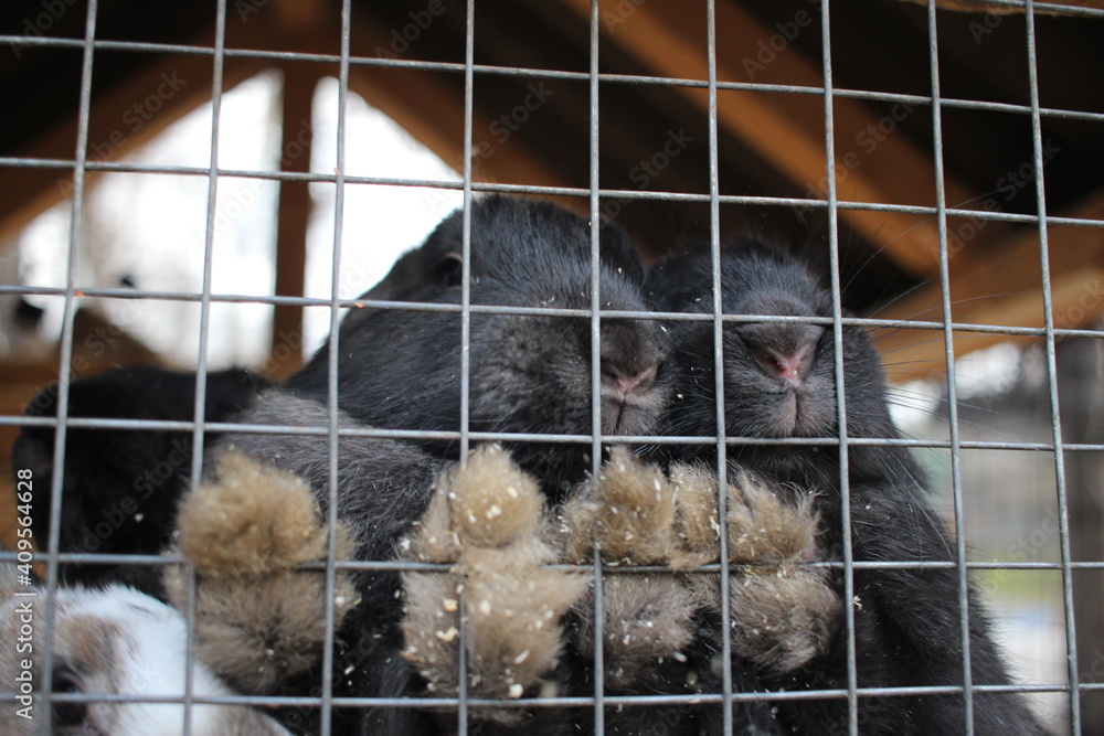 Fototapeta premium rabbits in a cage animals furry paws behind bars