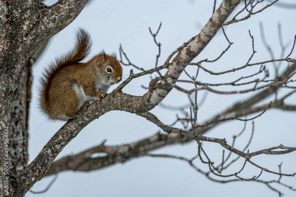 North American Red Squirrel in a tree landscape North American Red Squirrel in a tree landscape