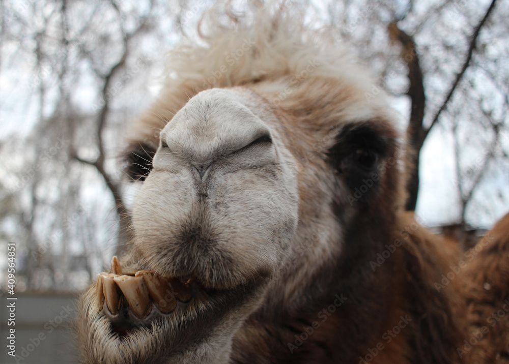 the shaggy camel is a dangerous animal bared its teeth on its muzzle bites with its fangs