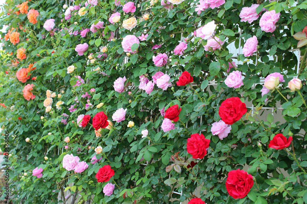 Fototapeta premium 満開の薔薇