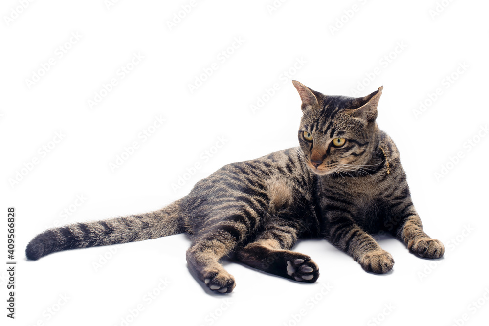 Happy tabby cat isolated on white background