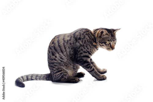Wallpaper Mural Happy tabby cat isolated on white background Torontodigital.ca