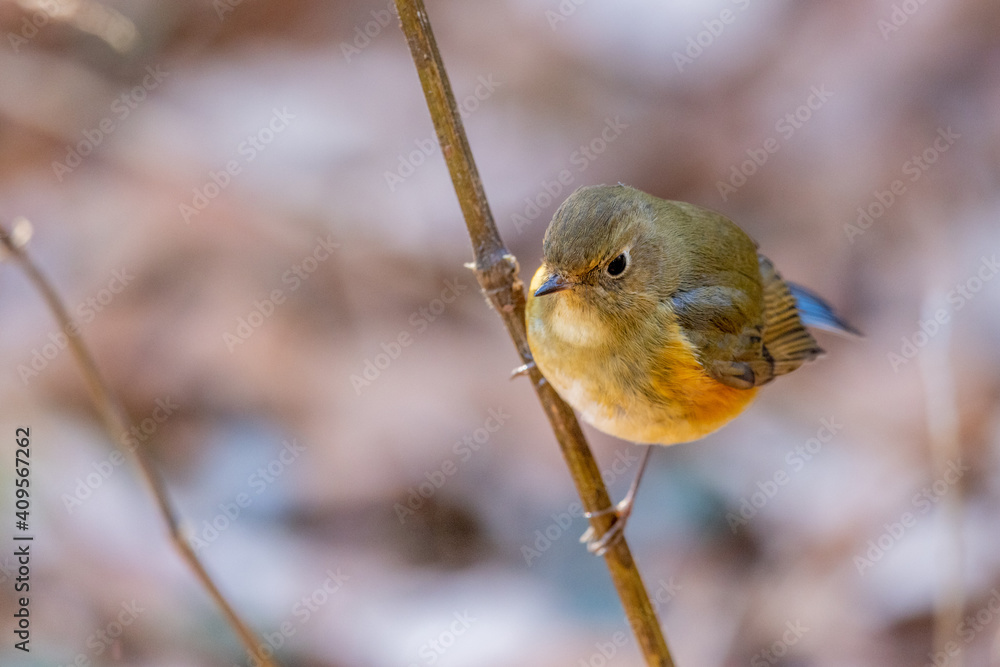 custom made wallpaper toronto digitalルリビタキ