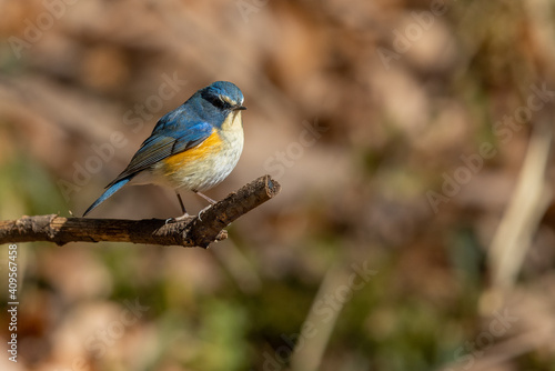 Wallpaper Mural ルリビタキ Torontodigital.ca