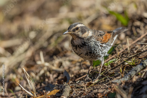 Wallpaper Mural ツグミ Torontodigital.ca